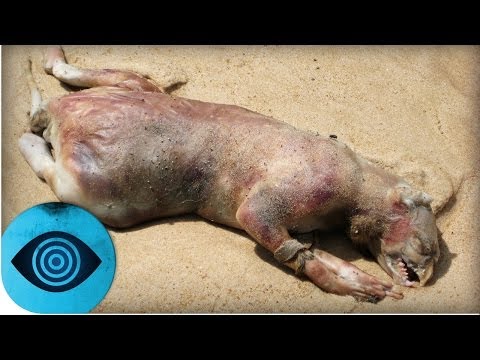 Youtube: Kreaturen an den Strand gespült!