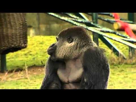 Youtube: Ambam the Gorilla Walks Upright