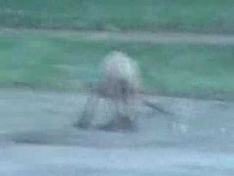 Youtube: An unusual canine