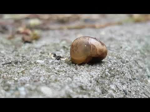 Youtube: herzschlag junge bänderschnecke