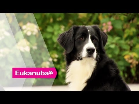 Youtube: Ein ganz spezieller Mischling hilft autistischen Kindern - Teil 1 | Außergewöhnliche Hunde