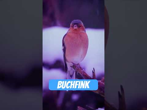 Youtube: Der Buchfink – der DJ des Waldes