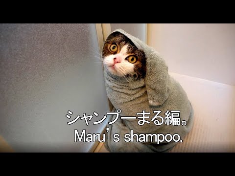 Youtube: シャンプーされるまる。-Maru's shampoo.-