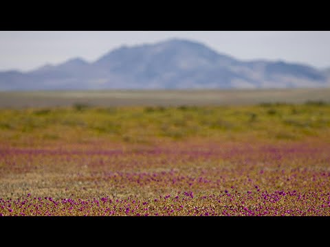Youtube: Blumenmeer: Atacama-Wüste erwacht zu Leben