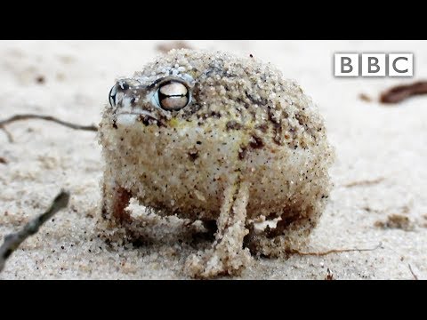 Youtube: A tiny angry squeaking Frog 🐸 | Super Cute Animals - BBC