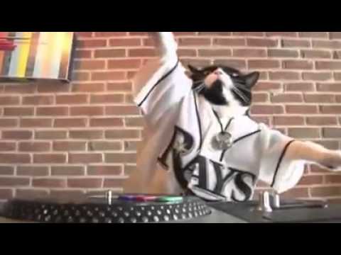 Youtube: best funny cat - cat dj - dj kitty - cat wins