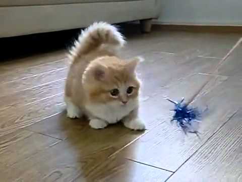 Youtube: Fluffy Kitten Is Confused