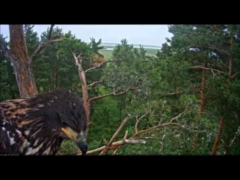 Youtube: Птенцы Белохвостого орла Эстония 27. 06. 2016