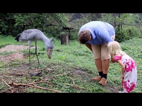 Youtube: Shoebill Stork Is The Real Life Hippogriff