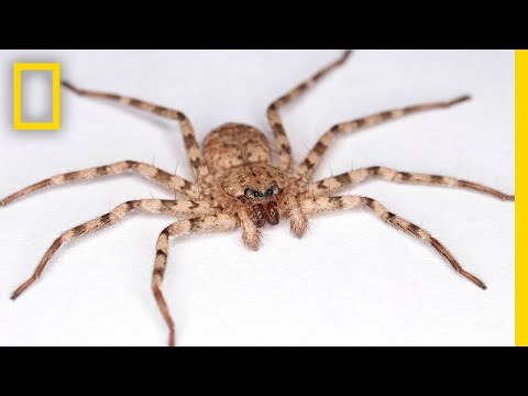 Youtube: High-Speed Video Shows How Flattie Spiders Attack With World's Fastest Spin | National Geographic