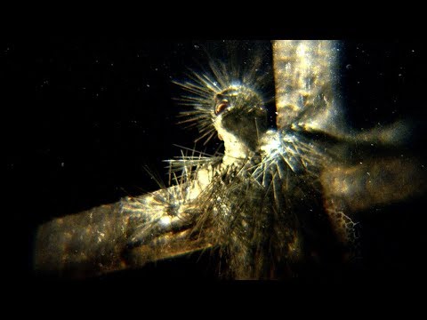 Youtube: Behemoth - Ecclesia Diabolica Catholica (Official Video)