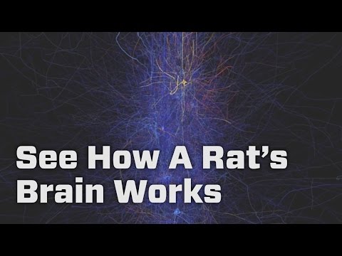 Youtube: See How A Rat’s Brain Works With This Supercomputer Simulation