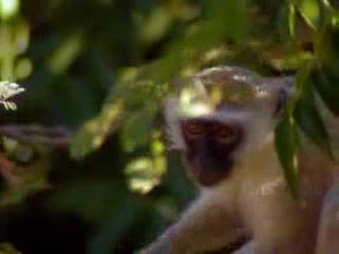 Youtube: Drunken Monkeys and smashed lemurs