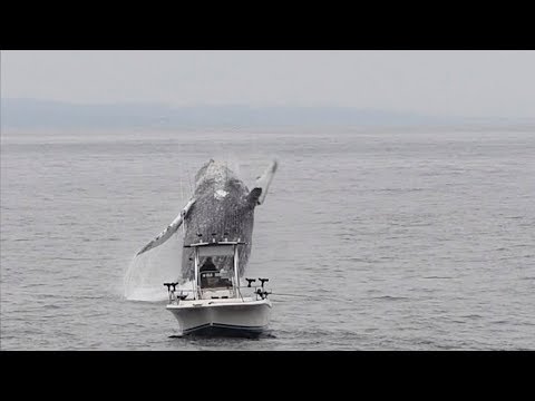 Youtube: Whale Breach Close To Boat