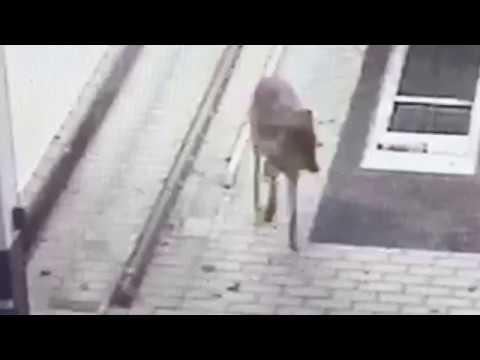 Youtube: Wolf in Rathenow
