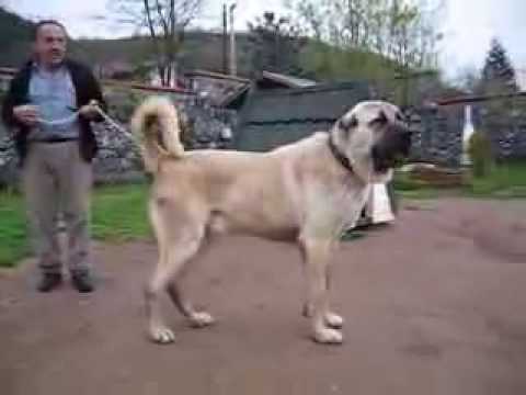 Youtube: Kurdish Fighter Dog KANGAL 90 cm x 90 Kg  Sivas Kurdistan