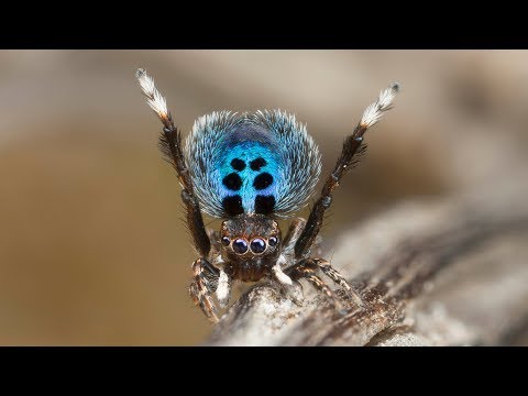 Youtube: Peacock Spider "Stayin' Alive"