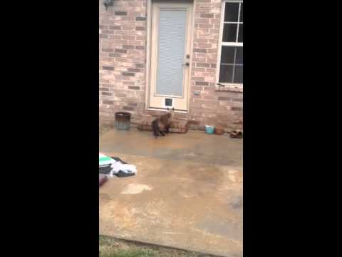 Youtube: Epic Cat Door Fail [ORIGINAL; Part 1 ]