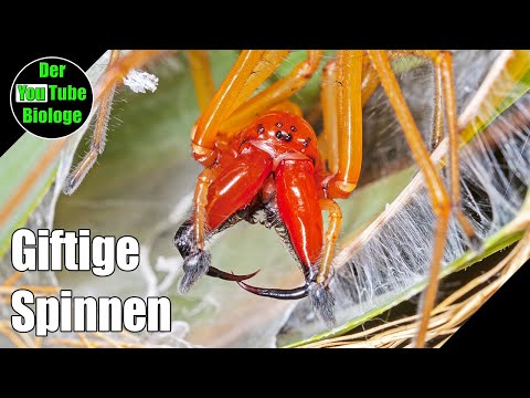 Youtube: Dornfingerspinne - Biss und Gift Wirkung