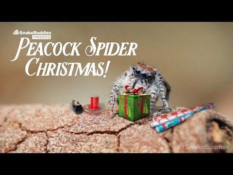 Youtube: A Peacock Spider Christmas