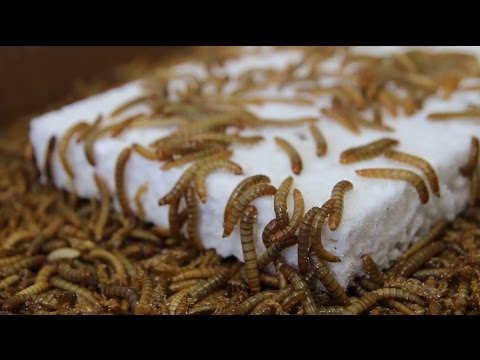 Youtube: Mahlzeit - Mehlwürmer können Styropor biologisch abbauen