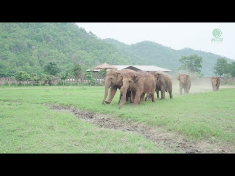 Youtube: Elephants Run To Greeting A New Rescued Baby Elephant - ElephantNews