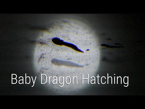 Youtube: Baby Dragon Hatching