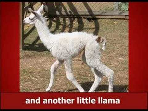 Youtube: THE NEW LLAMA SONG !!!!!