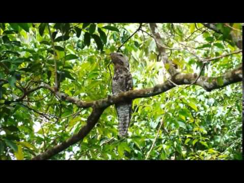 Youtube: Great Potoo Song