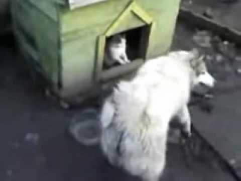 Youtube: Katze erobert Hundehütte