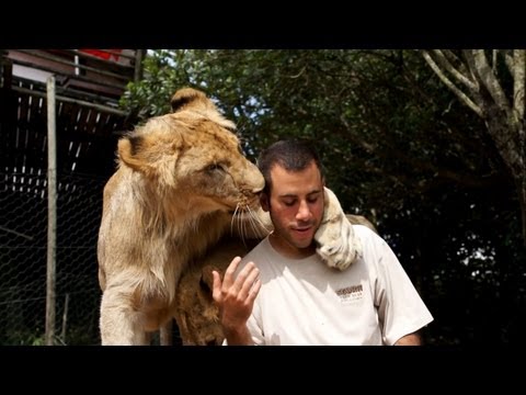 Youtube: Getting Morning Love From The Lions