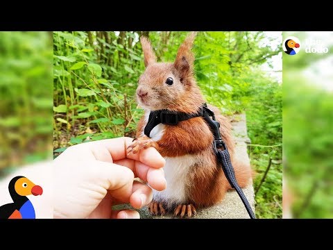 Youtube: Squirrel Who Falls From Roof Finds Dad Who Won't Give Up on Him - TINTIN | The Dodo