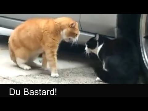Youtube: Sprechende Katzen / Talking Cats (Official german subtitles)