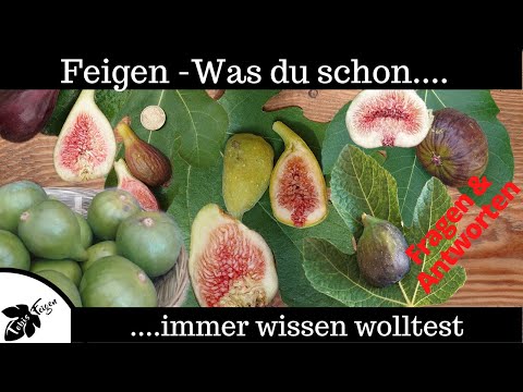 Youtube: Feigen | Anbauen, Reife erkennen, Vermehren, Pflege | Fragen und Antworten