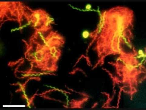 Youtube: Außerirdische sind unter uns - wissenschaftlich erwiesen