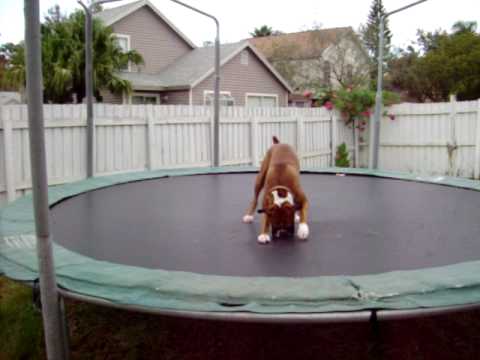 Youtube: The Trampoline Dog
