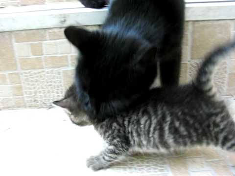 Youtube: Kitten "saved" by her mother
