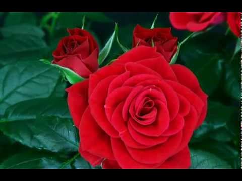 Youtube: flower red rose blooming
