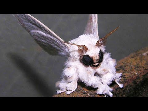 Youtube: Venezuelan Poodle Moth - Animal of the Week