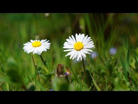 Youtube: Kleine Kräuterkunde: Gänseblümchen (mit Ruth Pfennighaus)
