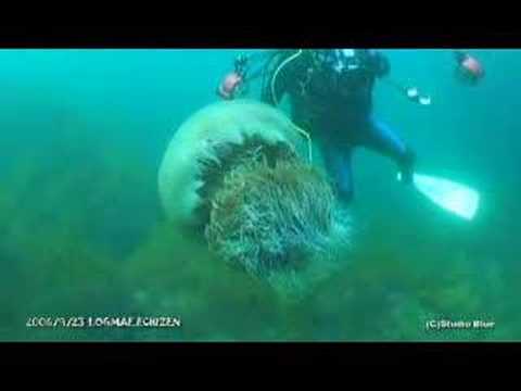 Youtube: Giant jellyfish
