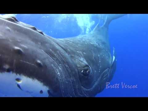 Youtube: Closest whale encounters