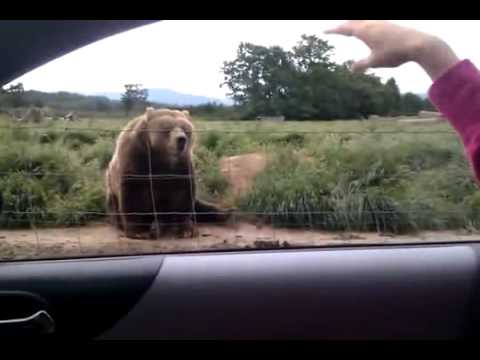 Youtube: Ein freundlicher Bär winkt zum Abschied