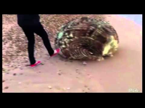 Youtube: Unknown Creature Washed up on Japan's beach