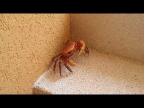 Youtube: Small funny crab is climbing on the stairs