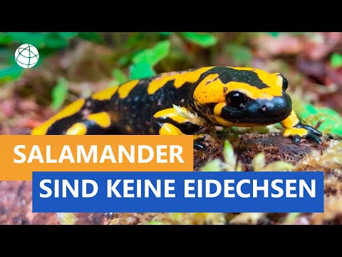 Youtube: Der Salamander ist keine Eidechse - Das kleine 1x1 der Artenkunde | Planet Schule
