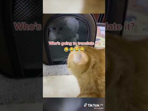 Youtube: who's going to translate this cat language? 😂 #shorts #cats #catlife