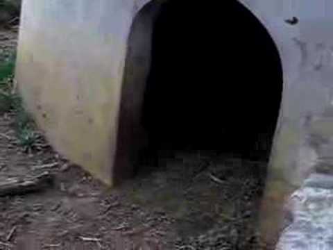 Youtube: INSANE Tasmanian Devil attacking