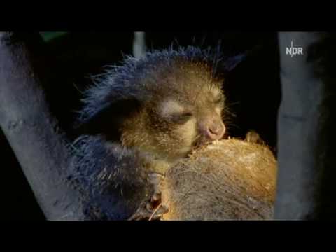 Youtube: Madagaskar Lemuren - bedrohte Natur