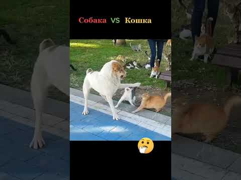 Youtube: Собака VS Кошка